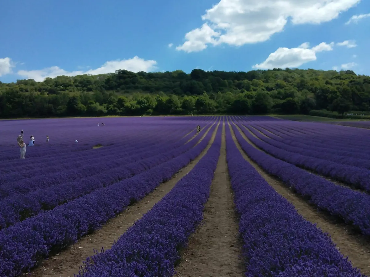 Visites de sourcing | Fournisseur d'huiles végétales & essentielles en vrac